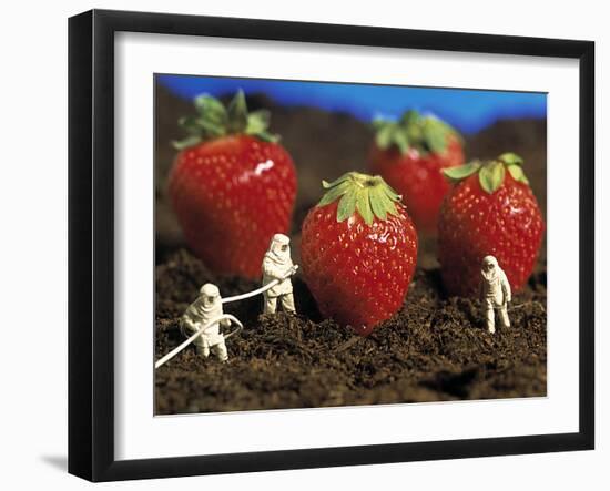 Concept of Genetically Engineered Strawberries-Mauro Fermariello-Framed Photographic Print