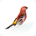 Red Bird, Pine Grosbeak-Conceptcafe-Mounted Photographic Print