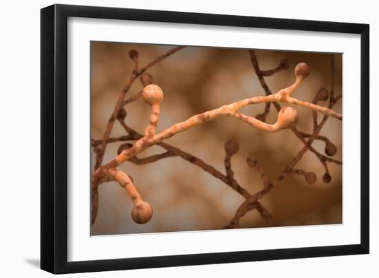 Conceptual biomedical illustration of blastomycosis fungal infection.-Stocktrek Images-Framed Art Print