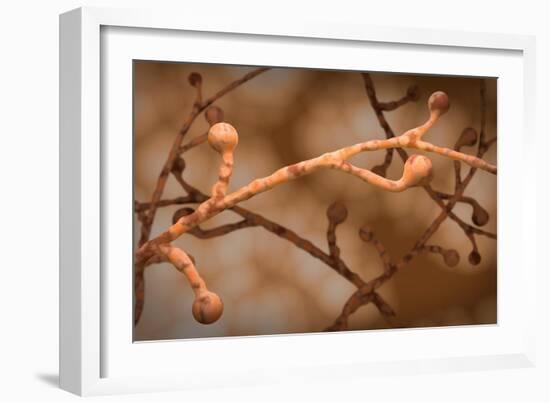 Conceptual biomedical illustration of blastomycosis fungal infection.-Stocktrek Images-Framed Art Print