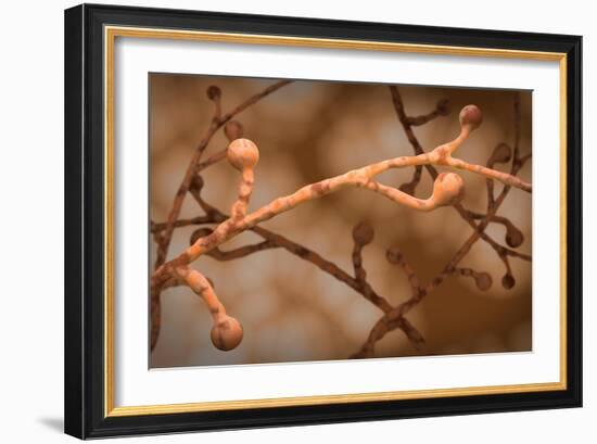 Conceptual biomedical illustration of blastomycosis fungal infection.-Stocktrek Images-Framed Art Print