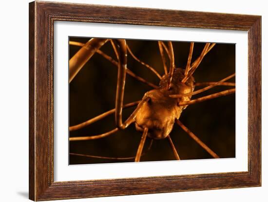 Conceptual biomedical illustration of gastroenteritis.-Stocktrek Images-Framed Art Print