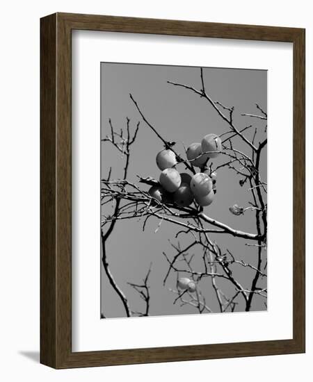 Conceptual garden photography-Alex Caminker-Framed Photographic Print