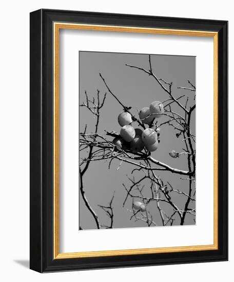 Conceptual garden photography-Alex Caminker-Framed Photographic Print