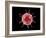 Conceptual image of a virus.-Stocktrek Images-Framed Art Print