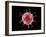 Conceptual image of a virus.-Stocktrek Images-Framed Art Print