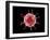 Conceptual image of a virus.-Stocktrek Images-Framed Art Print