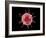 Conceptual image of a virus.-Stocktrek Images-Framed Art Print