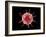 Conceptual image of a virus.-Stocktrek Images-Framed Art Print