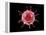 Conceptual image of a virus.-Stocktrek Images-Framed Stretched Canvas