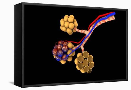 Conceptual Image of Alveoli-null-Framed Stretched Canvas