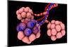 Conceptual Image of Alveoli-null-Mounted Art Print