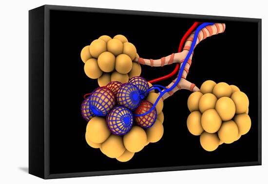 Conceptual Image of Alveoli-null-Framed Stretched Canvas