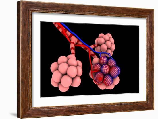 Conceptual Image of Alveoli-null-Framed Art Print