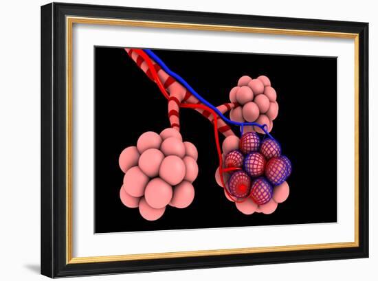 Conceptual Image of Alveoli-null-Framed Art Print