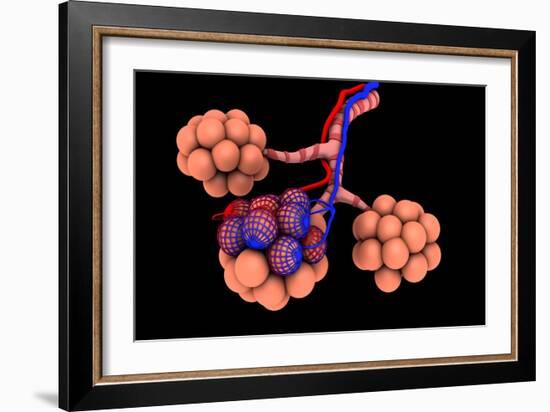 Conceptual Image of Alveoli-null-Framed Art Print