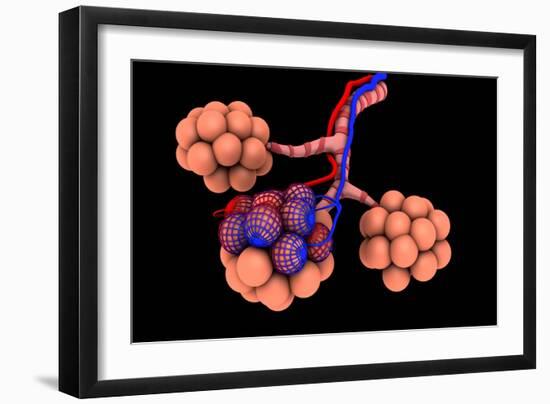 Conceptual Image of Alveoli-null-Framed Art Print