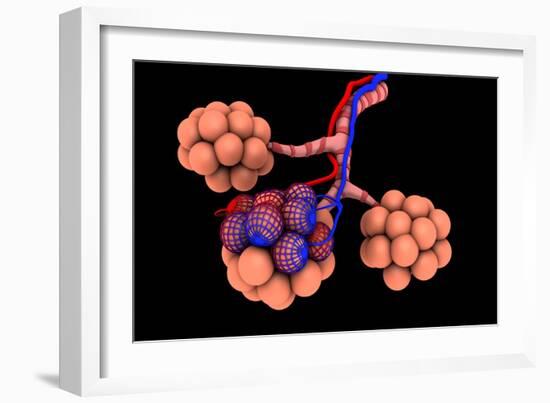 Conceptual Image of Alveoli-null-Framed Art Print