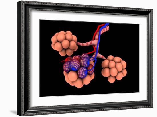 Conceptual Image of Alveoli-null-Framed Art Print