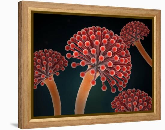 Conceptual image of Aspergillosis disease.-Stocktrek Images-Framed Stretched Canvas