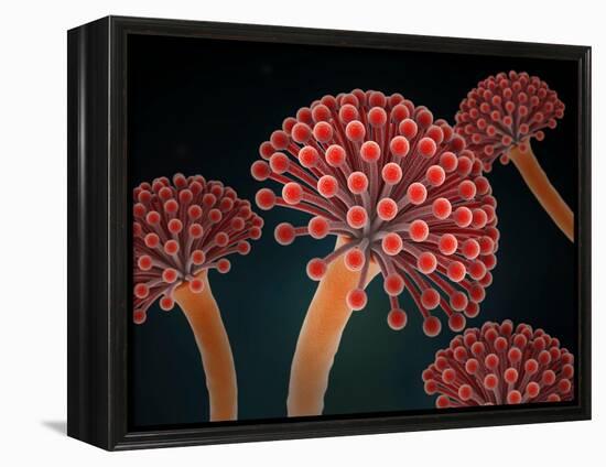 Conceptual image of Aspergillosis disease.-Stocktrek Images-Framed Stretched Canvas