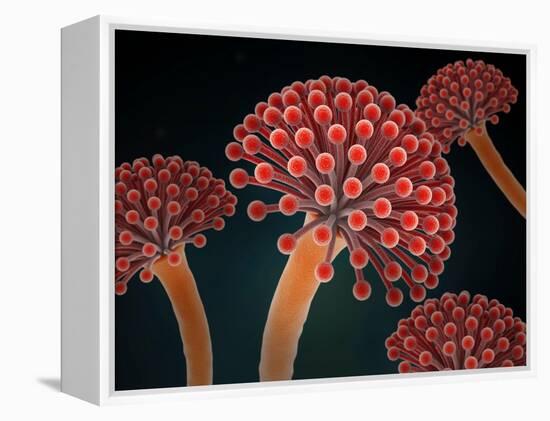 Conceptual image of Aspergillosis disease.-Stocktrek Images-Framed Stretched Canvas