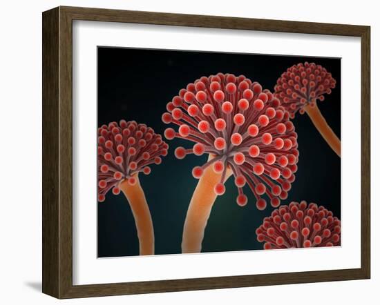 Conceptual image of Aspergillosis disease.-Stocktrek Images-Framed Art Print