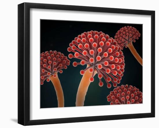 Conceptual image of Aspergillosis disease.-Stocktrek Images-Framed Art Print