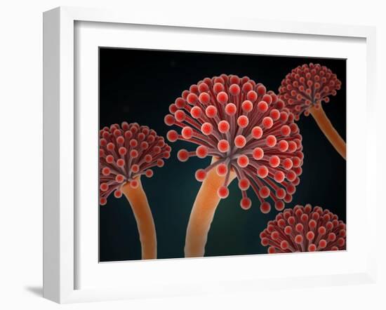 Conceptual image of Aspergillosis disease.-Stocktrek Images-Framed Art Print