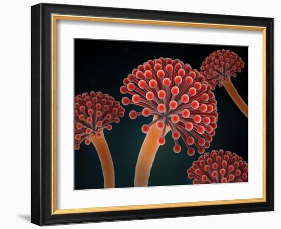 Conceptual image of Aspergillosis disease.-Stocktrek Images-Framed Art Print