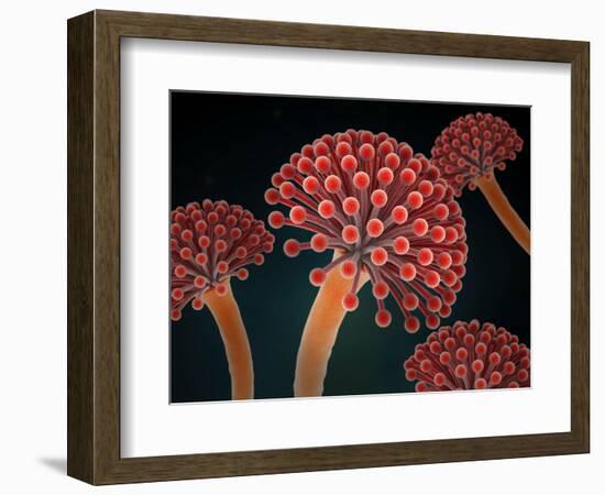 Conceptual image of Aspergillosis disease.-Stocktrek Images-Framed Art Print