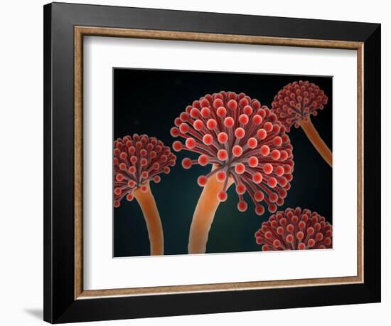 Conceptual image of Aspergillosis disease.-Stocktrek Images-Framed Art Print