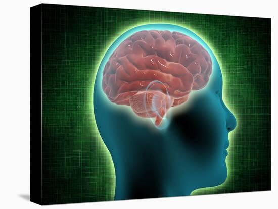 Stretched Canvas Print, , large