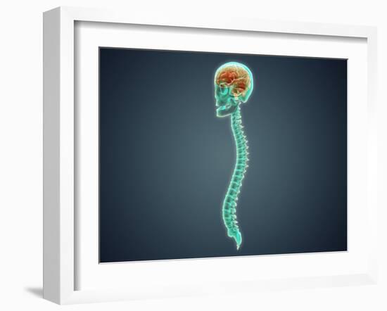 Conceptual Image of Human Brain, Skull and Spinal Cord-null-Framed Art Print