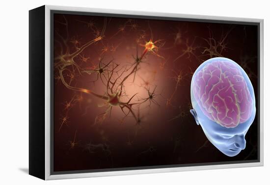 Conceptual Image of Human Brain with Neurons-Stocktrek Images-Framed Stretched Canvas