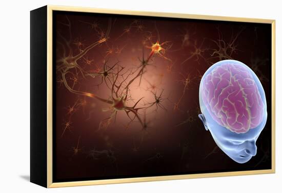 Conceptual Image of Human Brain with Neurons-Stocktrek Images-Framed Stretched Canvas
