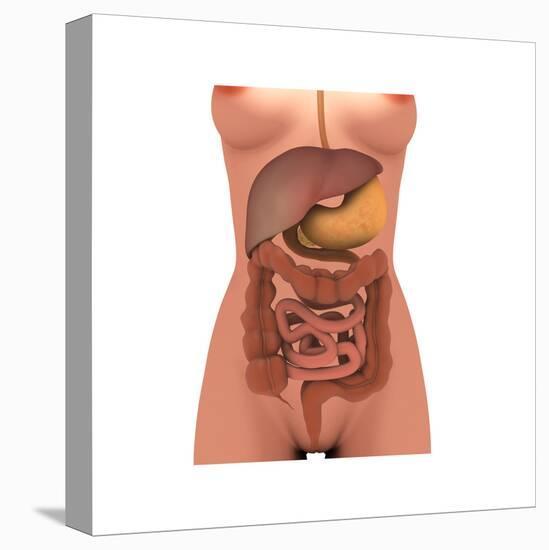 Stretched Canvas Print, , large