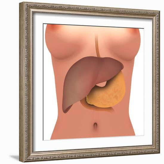 Conceptual Image of Human Digestive System in Female Body-null-Framed Art Print