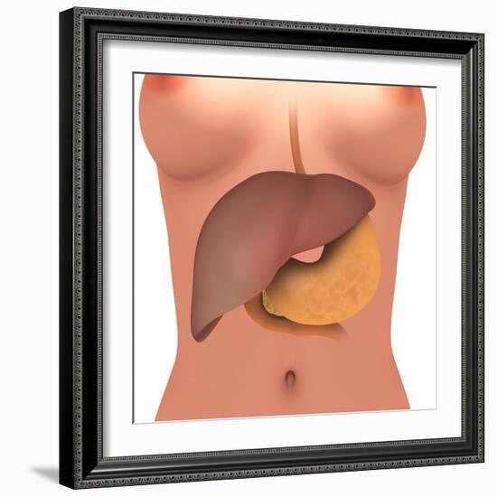 Conceptual Image of Human Digestive System in Female Body-null-Framed Art Print