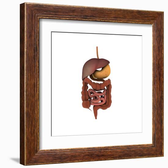 Conceptual Image of Human Digestive System-null-Framed Art Print