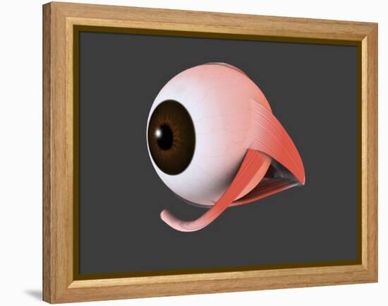 Conceptual Image of Human Eye Anatomy-null-Framed Stretched Canvas