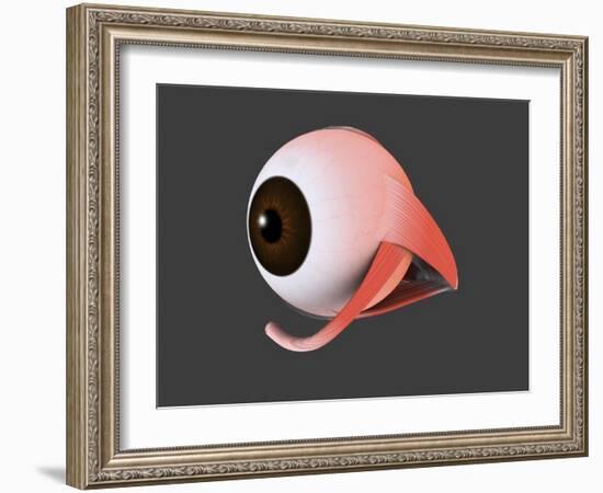 Conceptual Image of Human Eye Anatomy-null-Framed Art Print