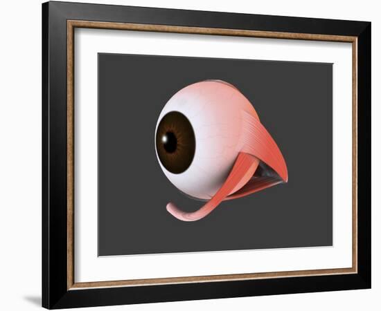 Conceptual Image of Human Eye Anatomy-null-Framed Art Print