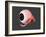 Conceptual Image of Human Eye Anatomy-null-Framed Art Print