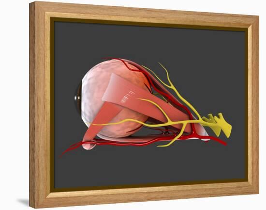 Conceptual Image of Human Eye Anatomy-null-Framed Stretched Canvas