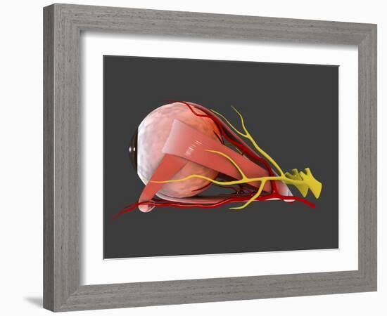 Conceptual Image of Human Eye Anatomy-null-Framed Art Print