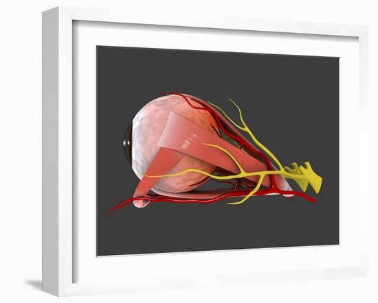 Conceptual Image of Human Eye Anatomy-null-Framed Art Print