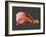 Conceptual Image of Human Eye Anatomy-null-Framed Art Print