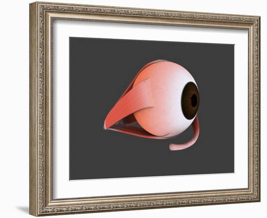 Conceptual Image of Human Eye Anatomy-null-Framed Art Print