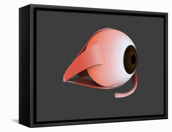 Conceptual Image of Human Eye Anatomy-null-Framed Stretched Canvas